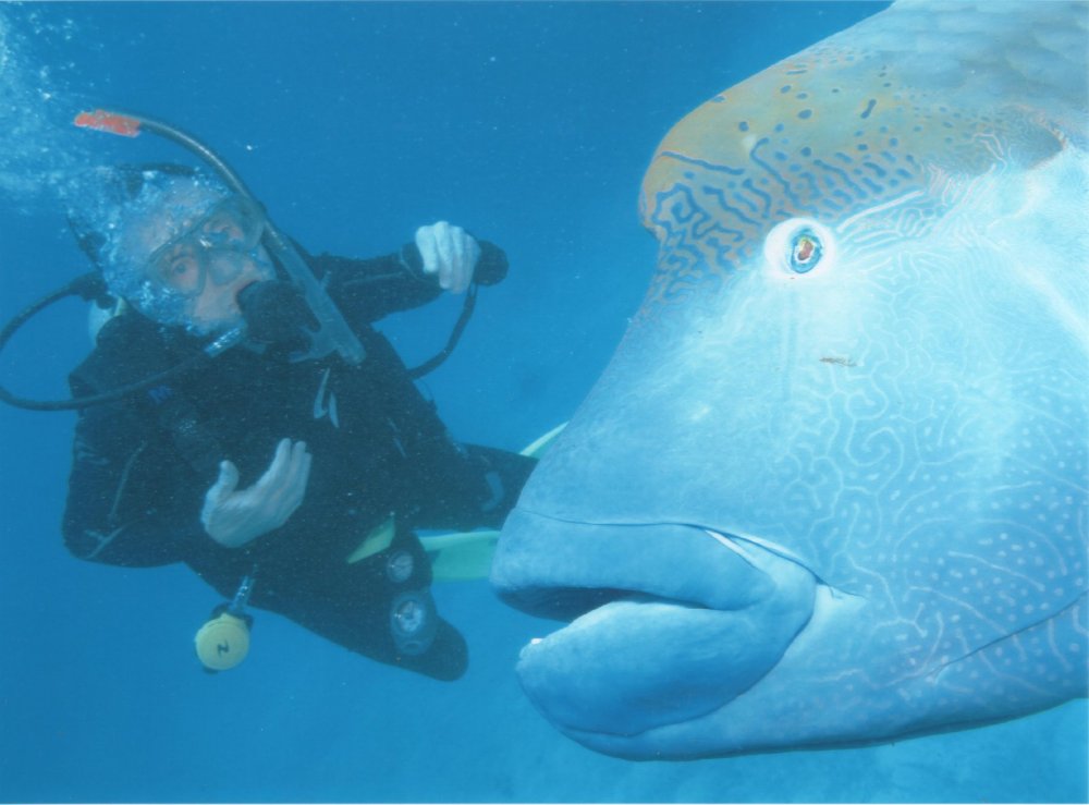 diving1.jpg