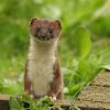 the stoat