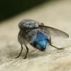 blue ass fly